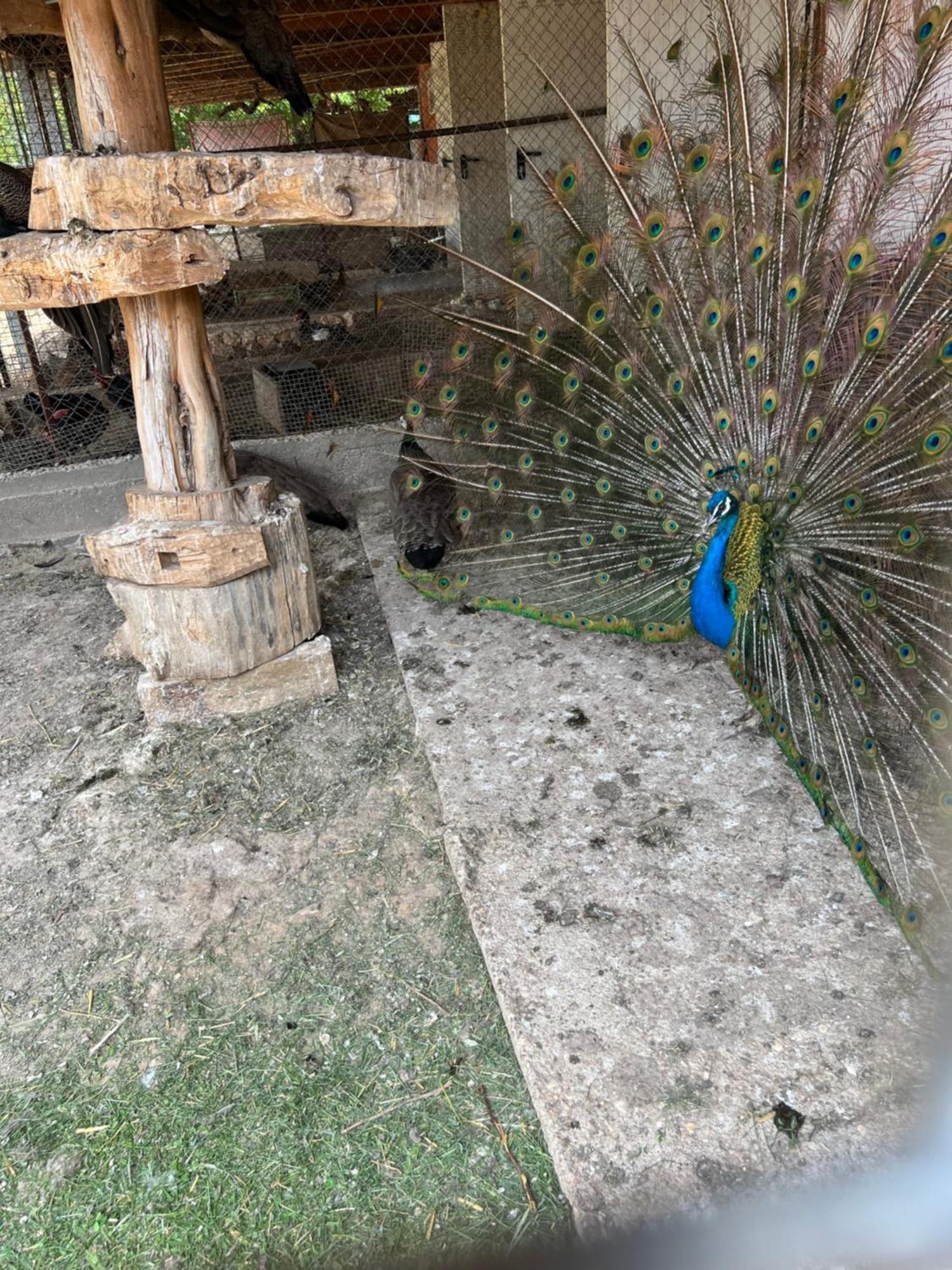 El Burgo De Osma Alojamiento Rural Villa Bagh Luaran gambar